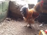 Brahma — foto 3