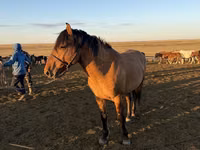Ngựa đực, Mugalzhar horse — ảnh 7