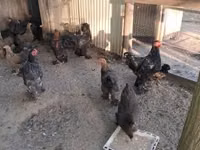 براهما — عکس 4