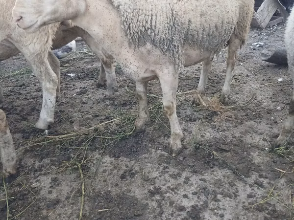 Ram, Sheep — Moldova
