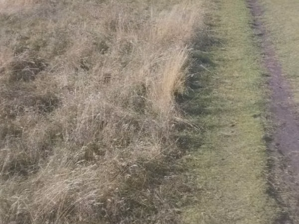 Sheep, Sheep — Moldova