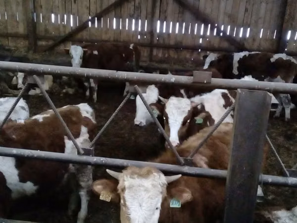Krava, Simmental cattle — Русија