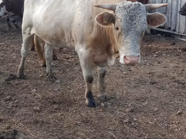 Bull, Simmental cattle — Kazakhstan