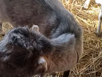 Geit, LaMancha goats — foto 4
