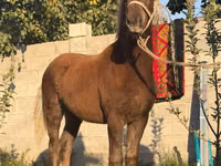 اسب نر, اسب — عکس 6