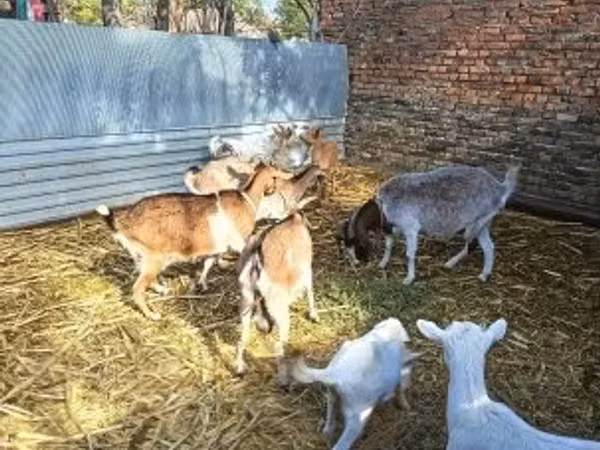 بکری, بکریاں
