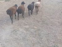 በጎች (ቡድን፣ ጾታ አልተጠቀሰም), Sheep — ፎቶ 2