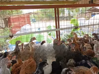 Chickens — foto 6