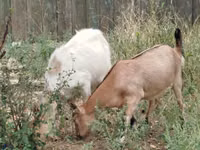 Goat, Goats — photo 3