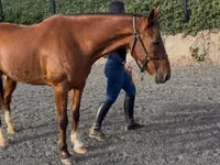 Horse (M), Horses — photo 3