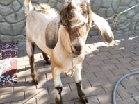Billy Goat, Goats — photo 2
