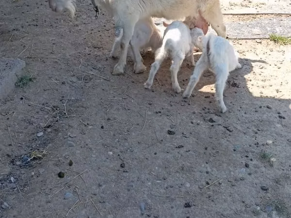 Goat, Goats — Kazakhstan