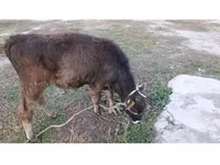 Bull, Alatau breed — photo 5