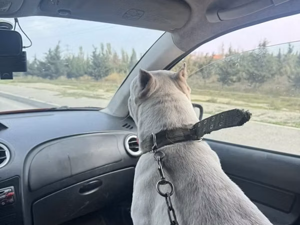Salam it 1 yaş 5 ayliqdi ekeydi itin 2ve 6 aylignd ineleri ve