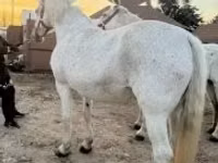 Ngựa cái, Lipizzaner — ảnh 3