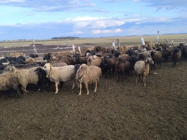 Ram, Sheep — Kazakhstan