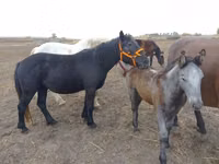 Kuda betina, Hungarian horse breed — foto 2