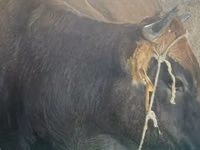 Cow, Limousin cow — photo 2