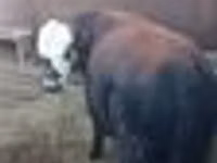 Bull, Kazakh White-headed cow — photo 5