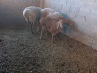 Sheep, Arashan sheep — photo 2