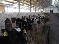 Bou, Rasa Holstein — foto 1