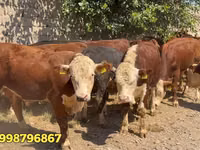 Toro, Vaca roja bielorrusa — foto 1