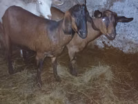 Keçi, Nubian Goat — foto 2