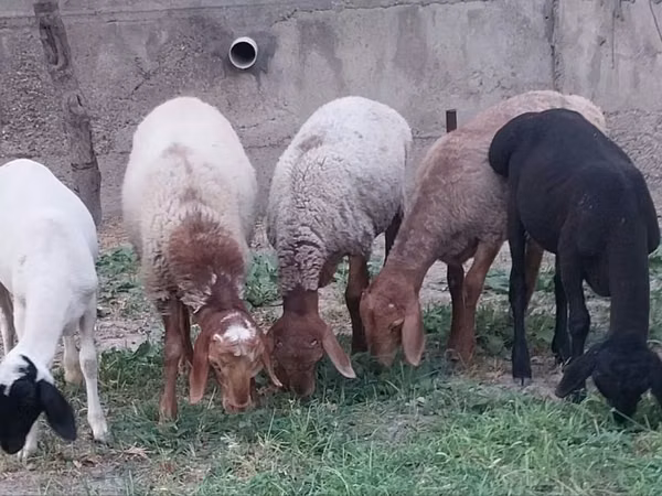 قوچ, گوسفند