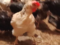 Chickens — फ़ोटो 4