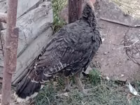 Turkeys — ছবি 5