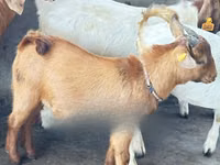 ፍየሎች (ቡድን፣ ጾታ አልተጠቀሰም), Boer goat — ፎቶ 2