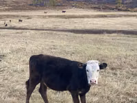 Cattle (batch, sex not specified), Cattle — photo 1