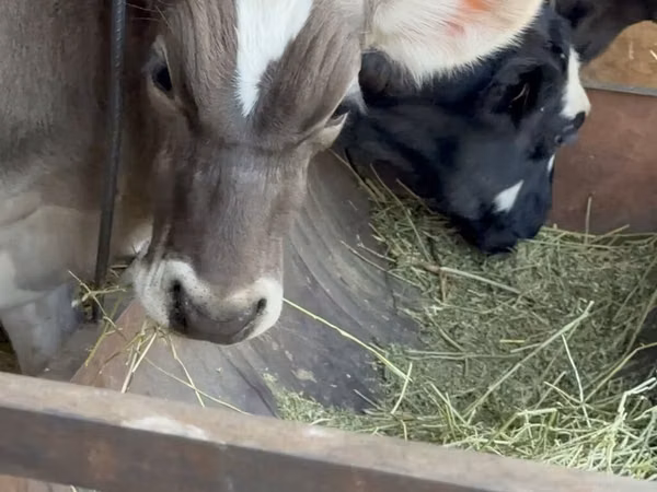 Bull, Alatau breed