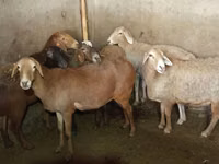 भेड़, भेड़ — फ़ोटो 7