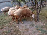 Ram, Sheep — photo 1