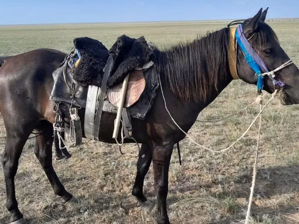 Mare, Horses — Kazakhstan