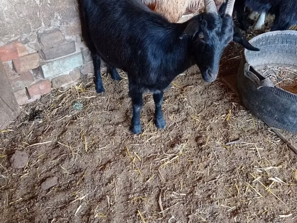 Goat, Goats — Kyrgyzstan