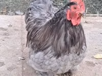 Pekin Bantam — foto 2