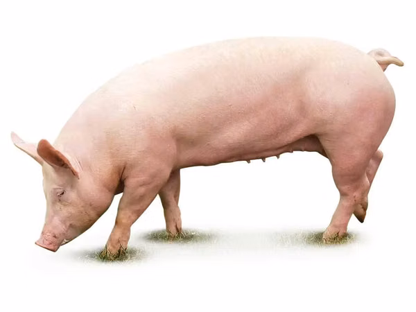 Sow, Pigs — Moldova