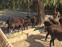 Ram, Blackheaded Persian sheep — photo 4