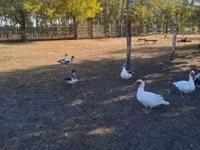 Ducks — عکس 2