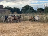 Goat, Goats — photo 2