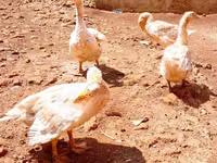 Geese — акс 2