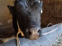Bull, Aberdeen-Angus — photo 2