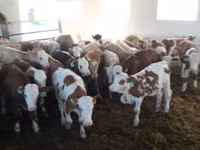 گاو نر, Simmental cattle — عکس 3
