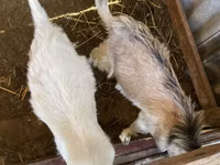 Kambing betina, Goats — foto 2