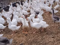 Geese — foto 2