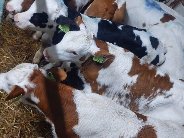 सांड, Simmental cattle — पोलैंड