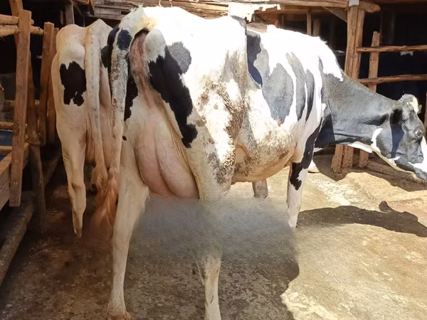 গাভী, গোলস্টাইন জাত