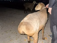 میش, گوسفند — عکس 1